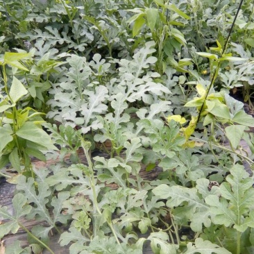 京欣西瓜4斤打底7成熟1茬