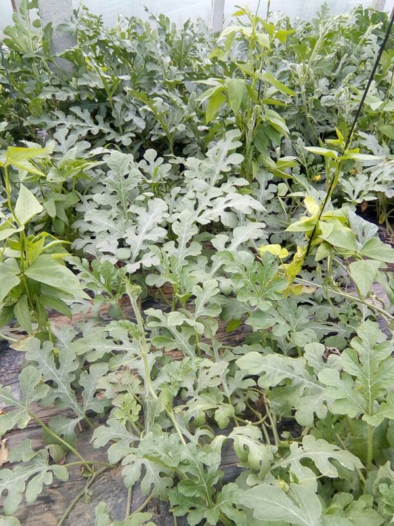 京欣西瓜4斤打底7成熟1茬