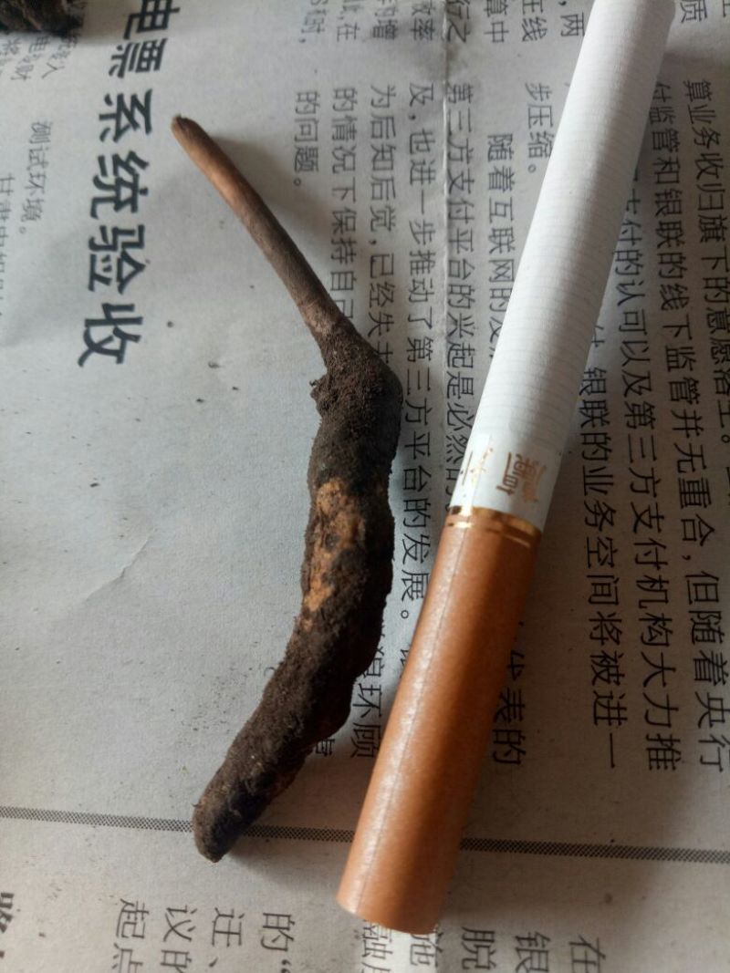 冬虫夏草散装