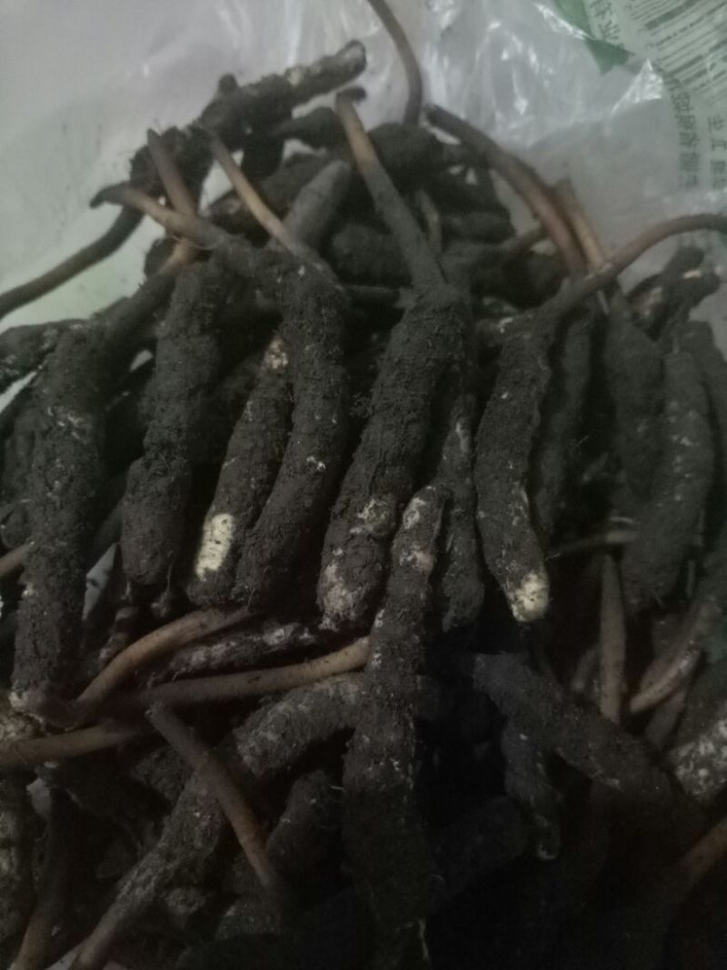 冬虫夏草散装