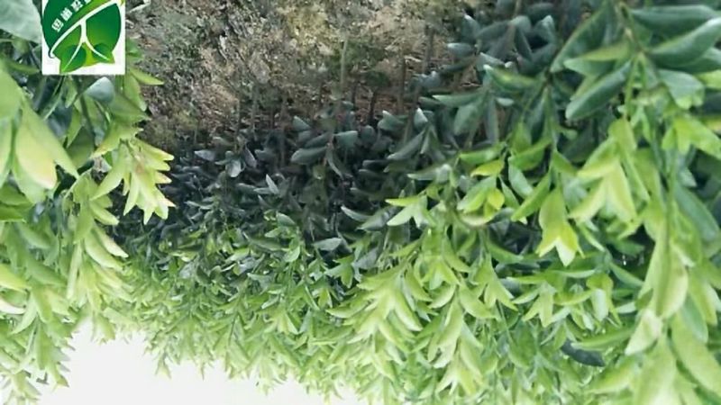 广西沃柑苗091无核沃柑（包邮正品嫁接苗当年结果)
