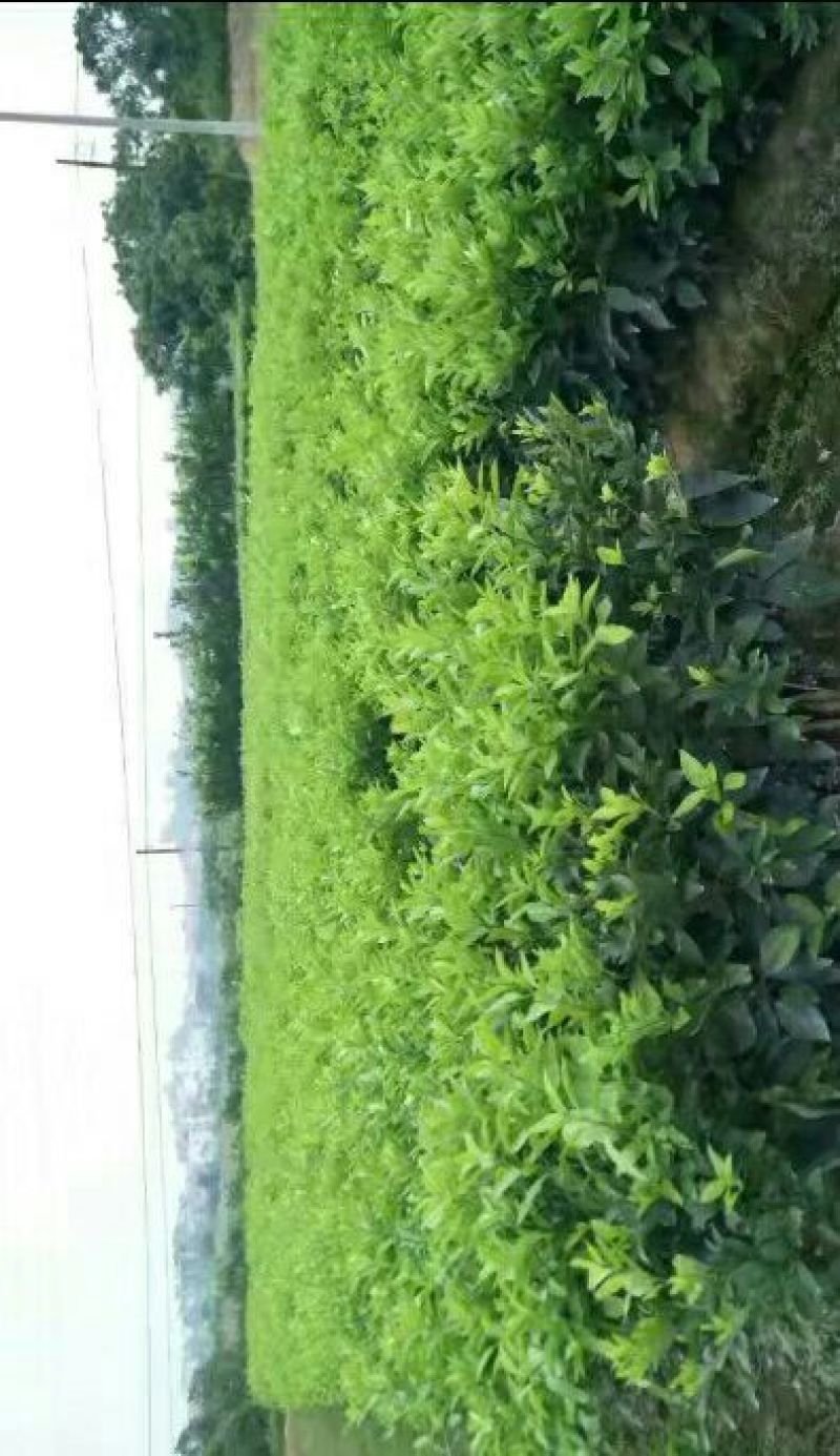 广西沃柑苗091无核沃柑（包邮正品嫁接苗当年结果)