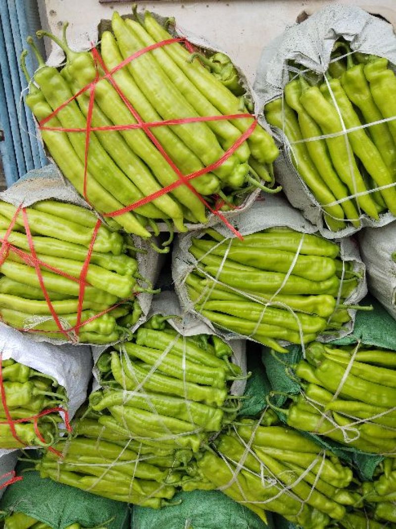 黄皮辣椒（农历2月到8月）