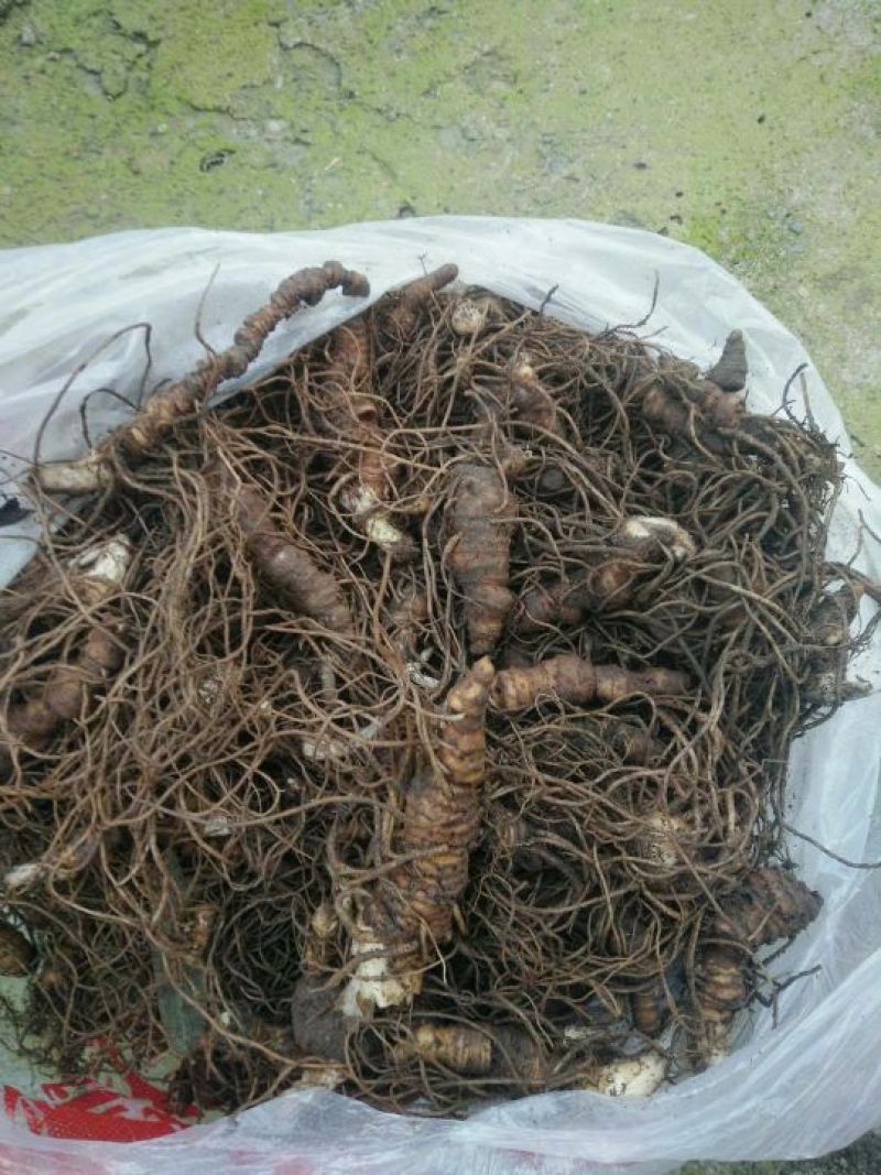 重楼选个鲜货