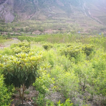 枇杷树171~200cm