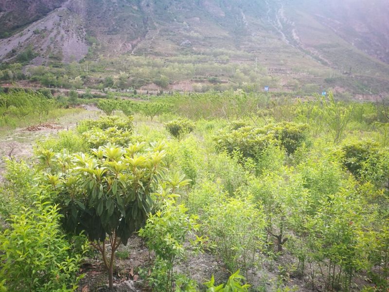枇杷树171~200cm