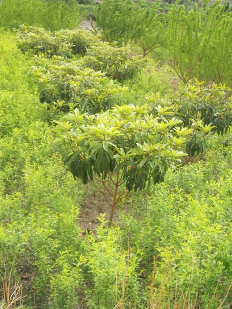 枇杷树171~200cm
