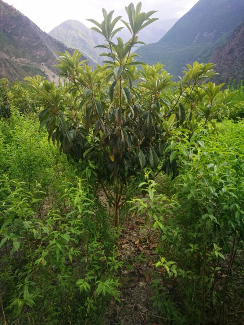 枇杷树171~200cm