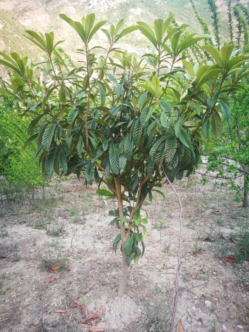 枇杷树171~200cm