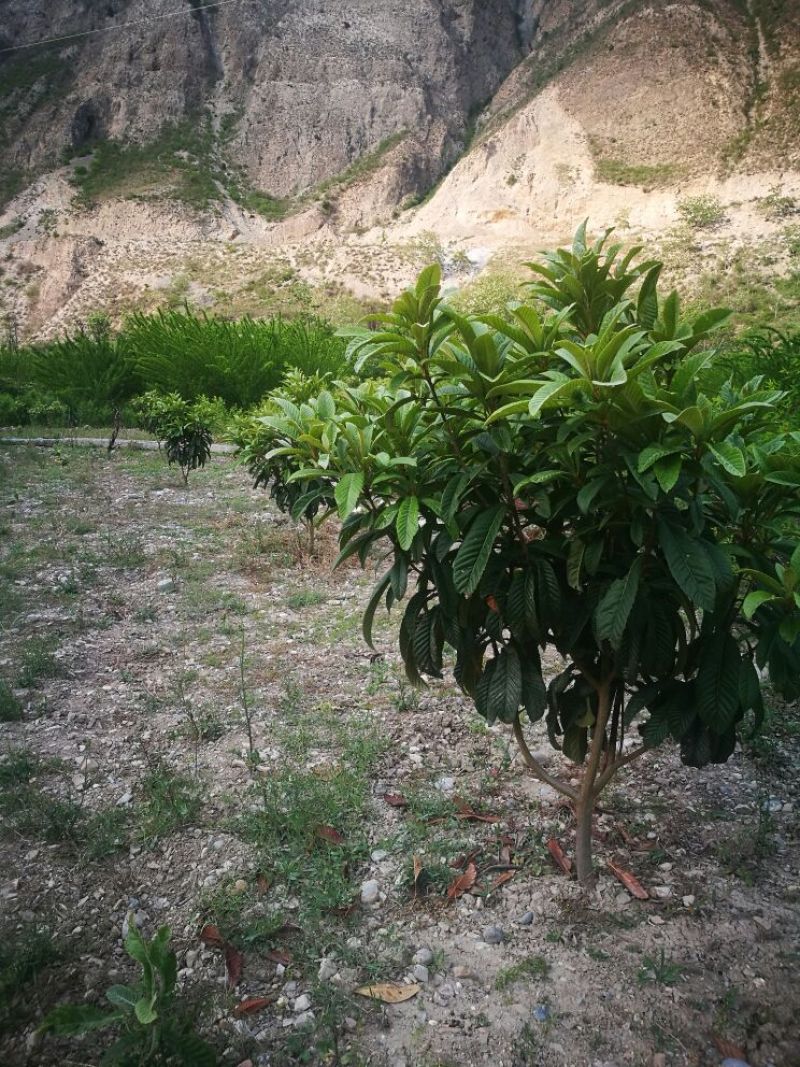 枇杷树171~200cm