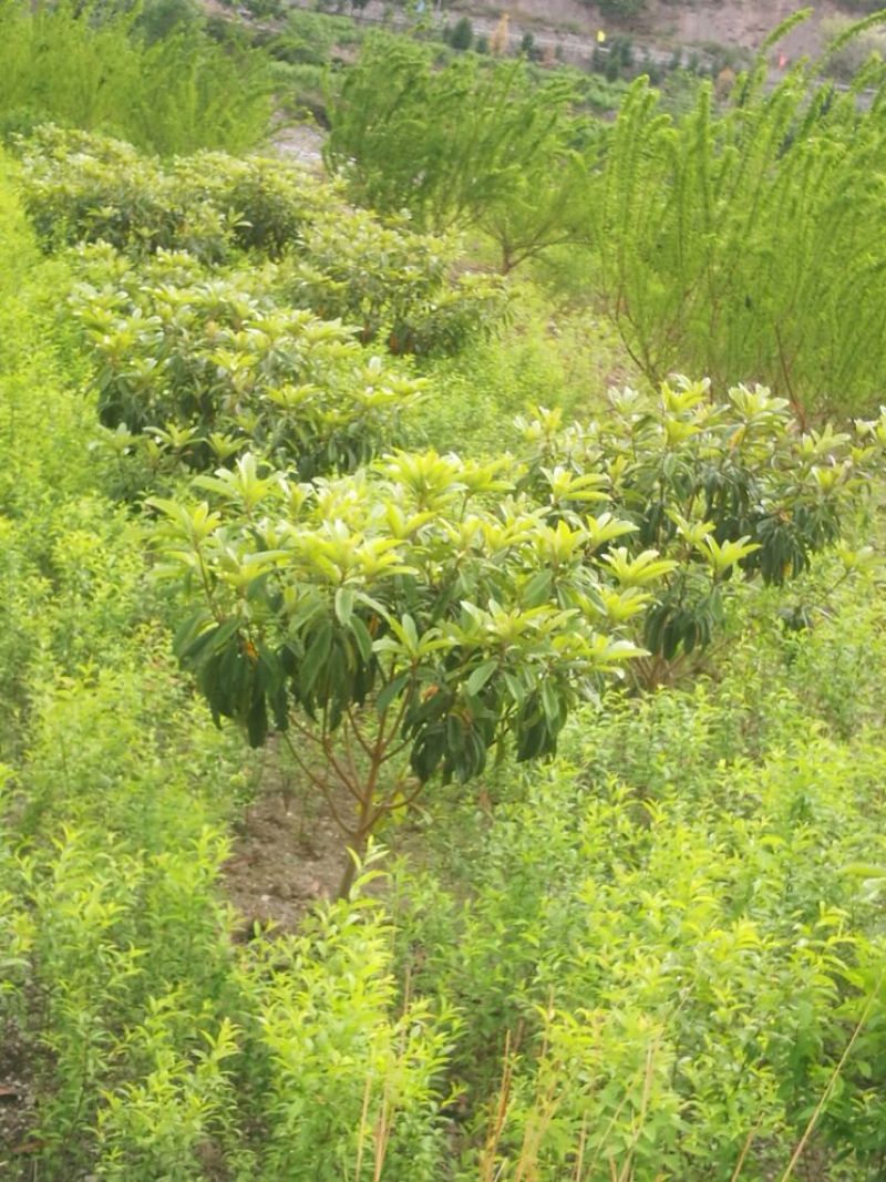 枇杷树171~200cm