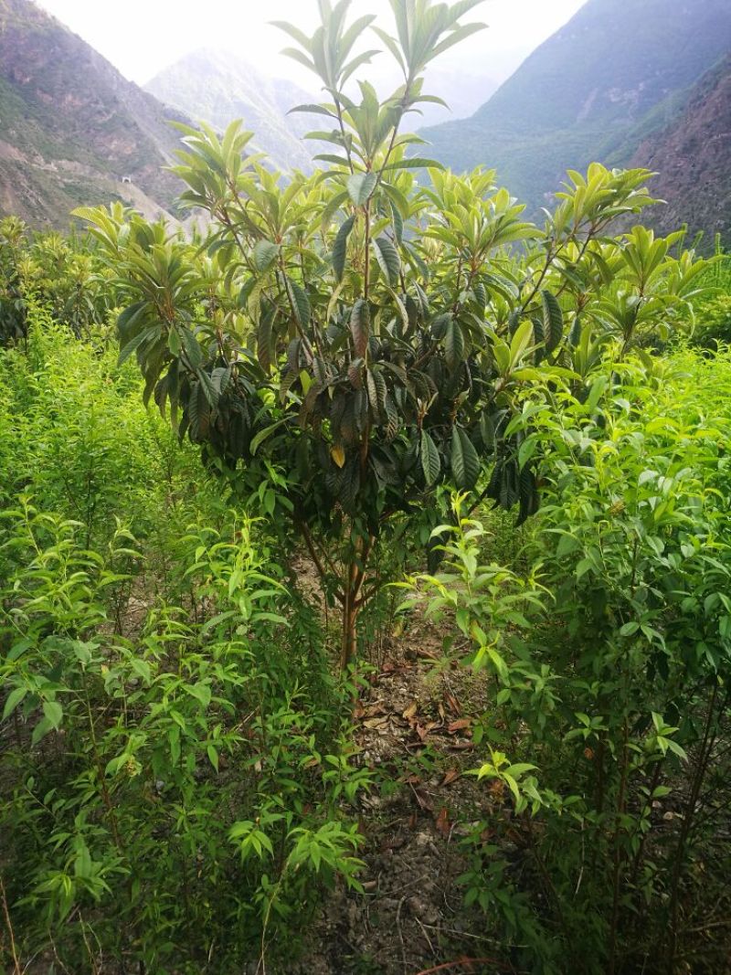 枇杷树171~200cm