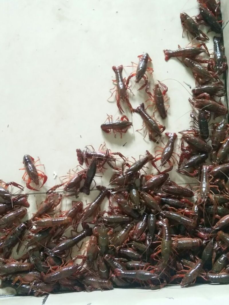 龙虾21~25只/kg
