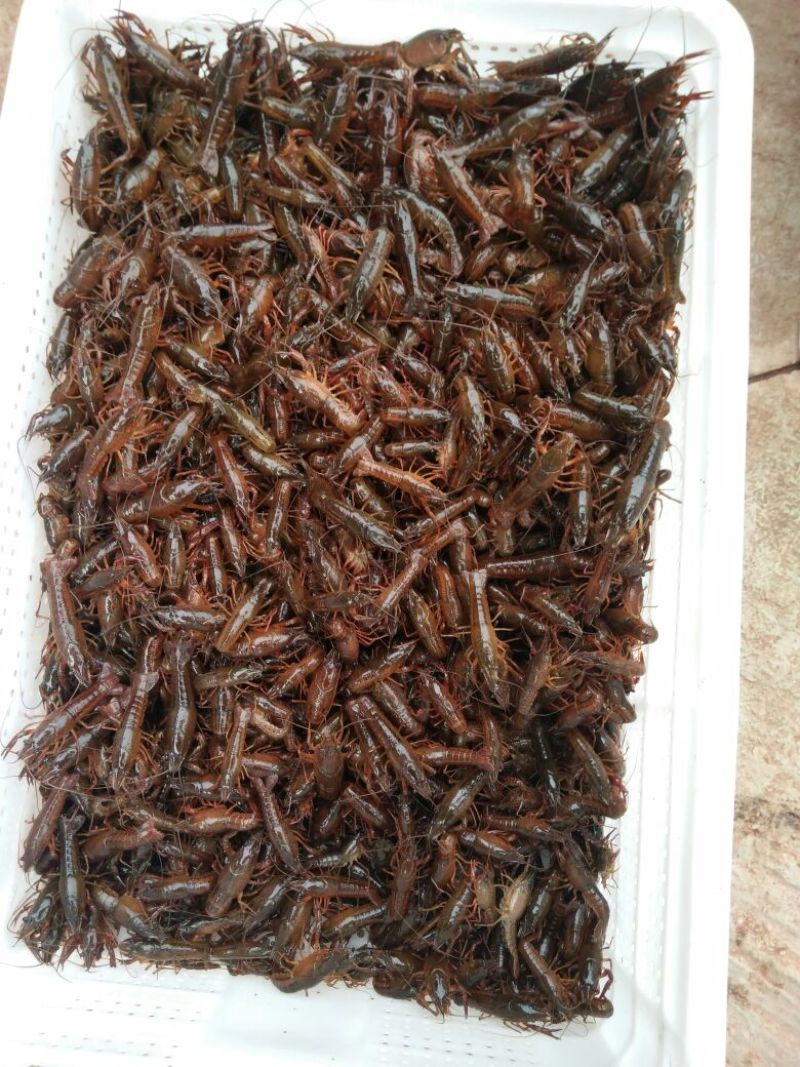 龙虾21~25只/kg