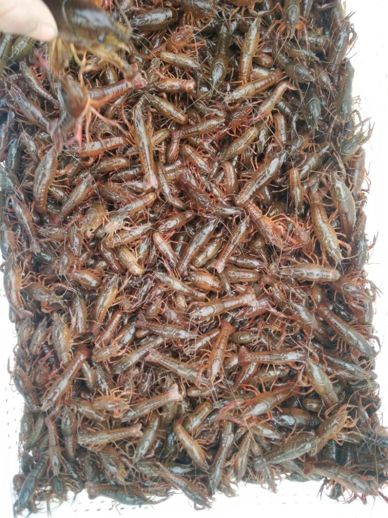 龙虾21~25只/kg
