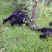 黑山羊50~80斤/头