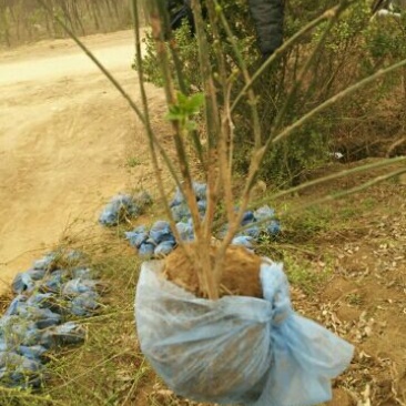 迎春花自家种植，无中介，成活率高，规格齐全，质量保证。