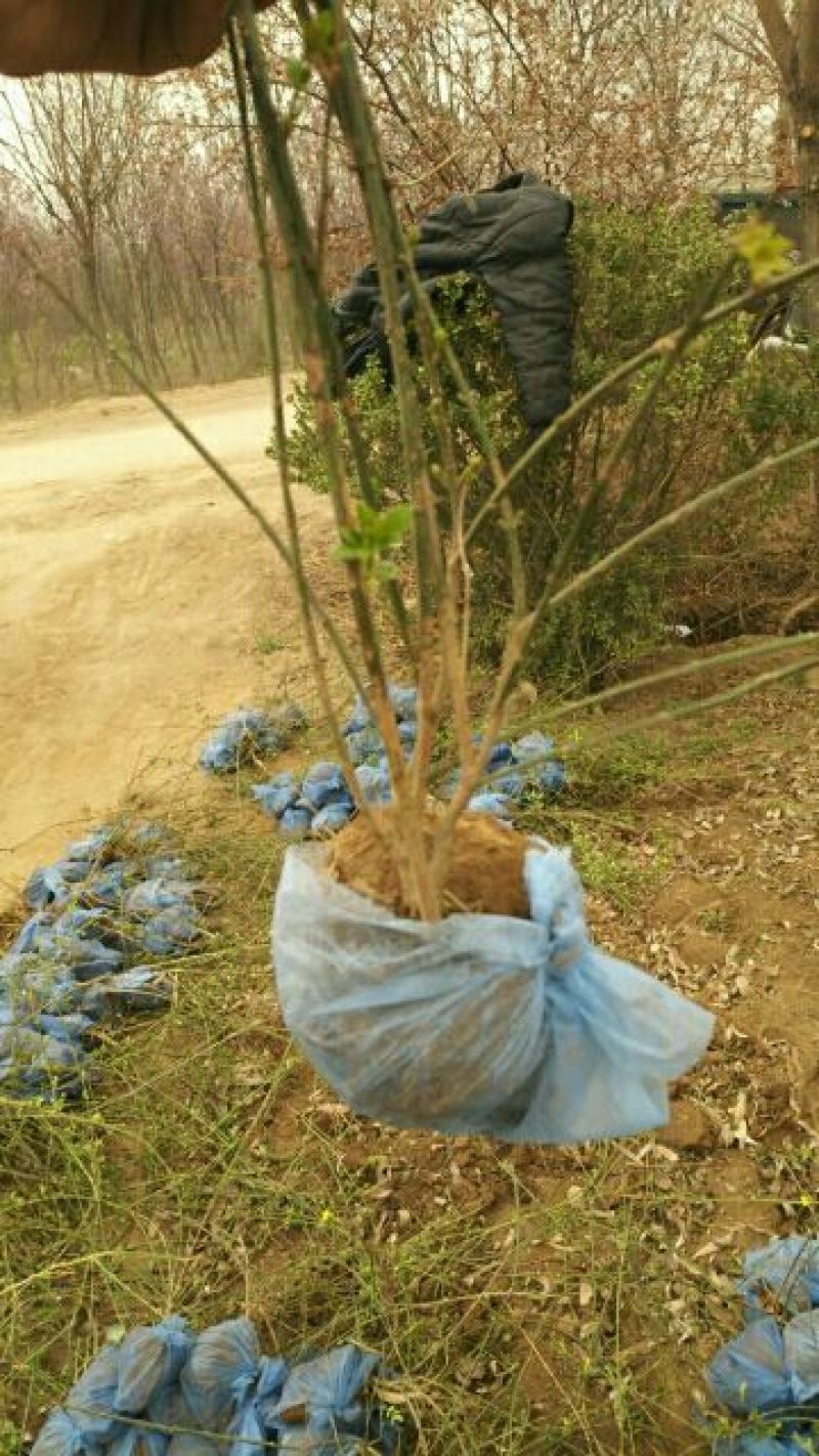 迎春花自家种植，无中介，成活率高，规格齐全，质量保证。