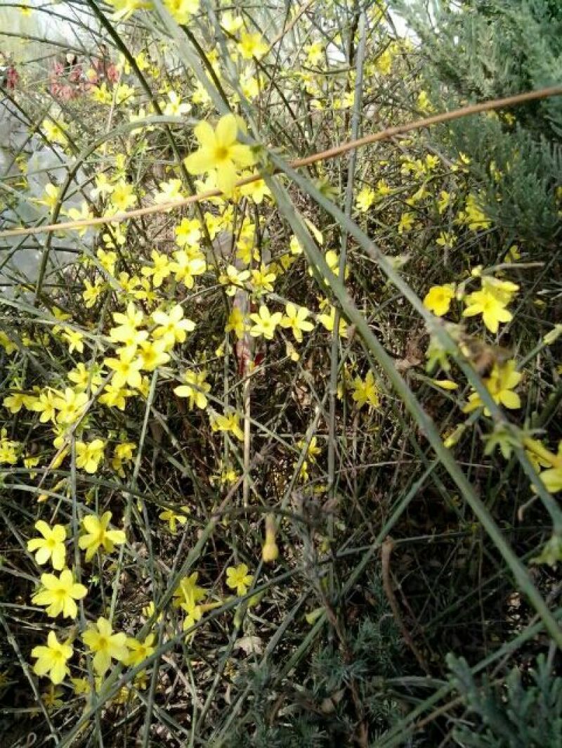迎春花自家种植，无中介，成活率高，规格齐全，质量保证。