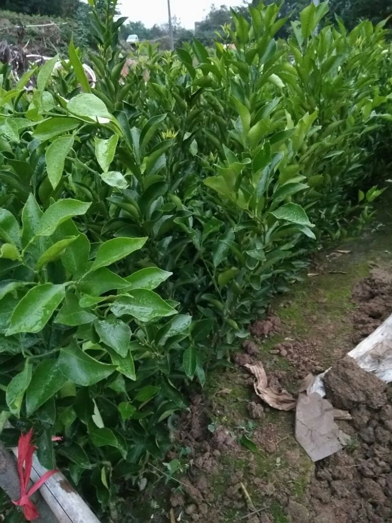 春见苗耙耙柑苗柑桔苗种苗签合同春见耙耙柑树苗