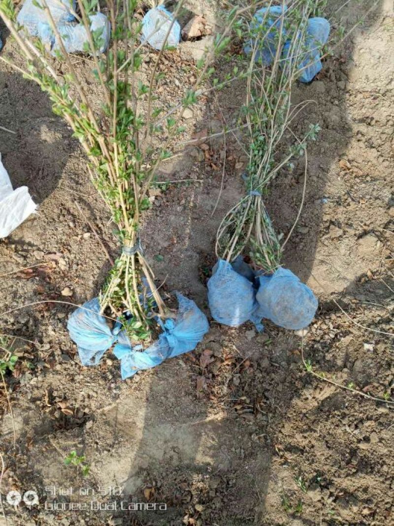 连翘苗自家种植，无中介，成活率高，规格齐全，质量保证。