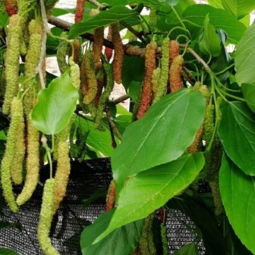红果桑树苗80~100cm