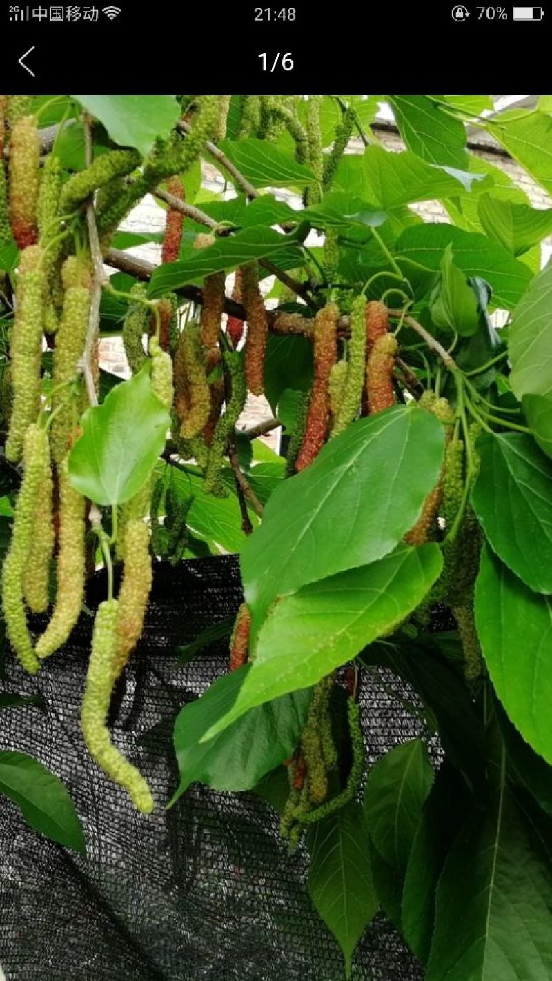红果桑树苗80~100cm