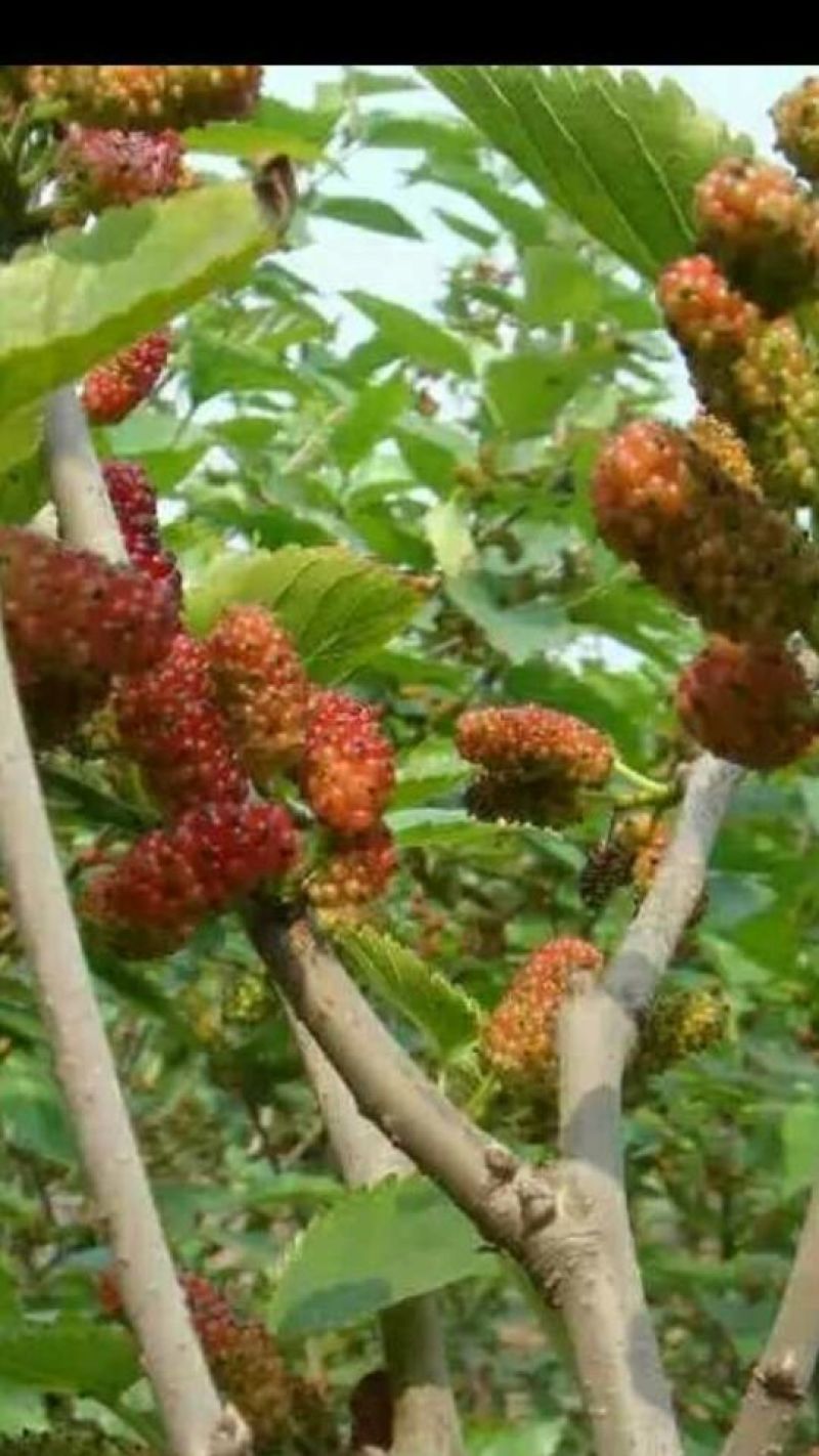红果桑树苗80~100cm