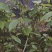 红果桑树苗80~100cm