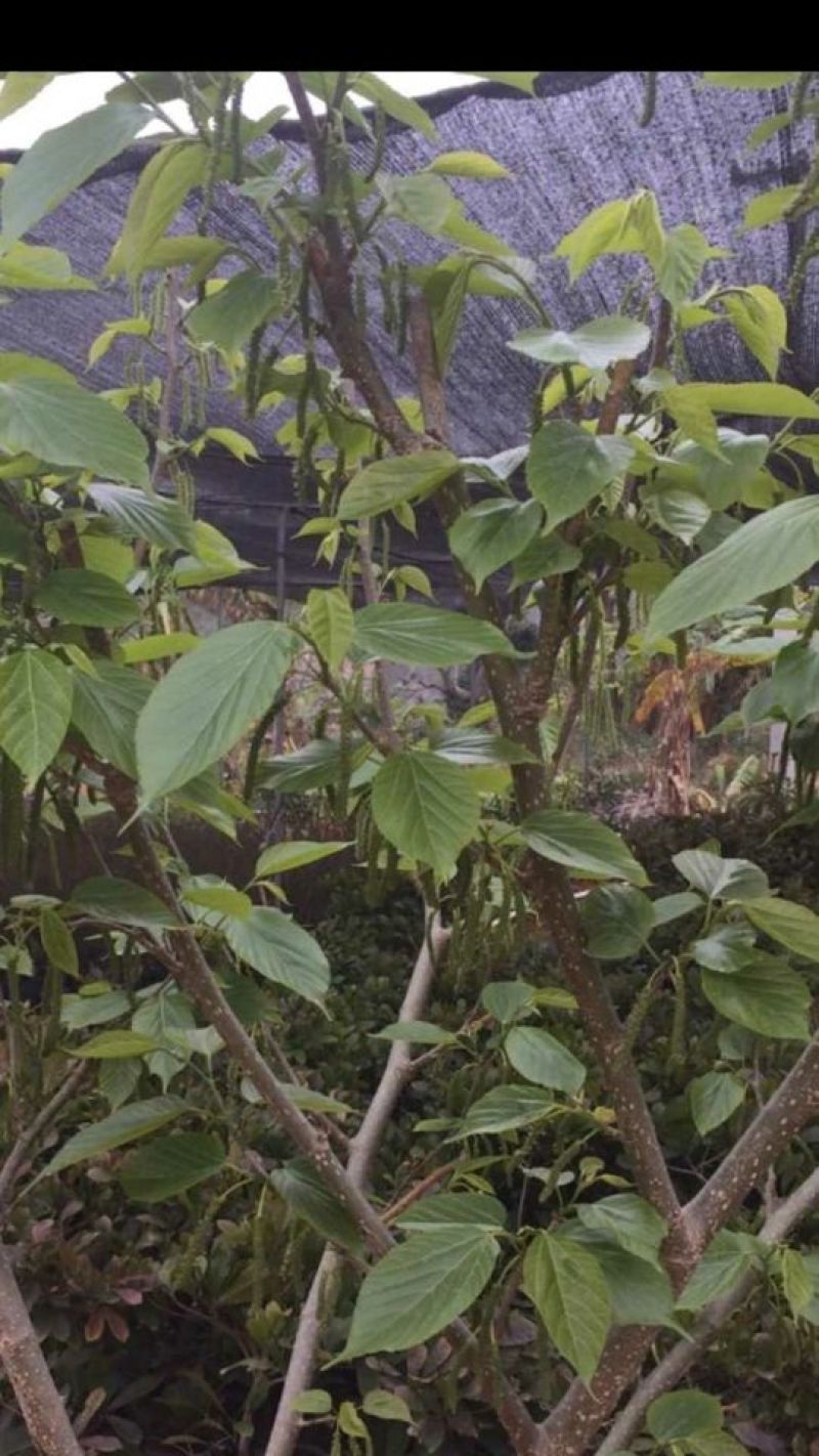 红果桑树苗80~100cm