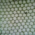 黄心白菜
