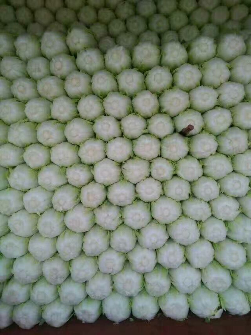 黄心白菜