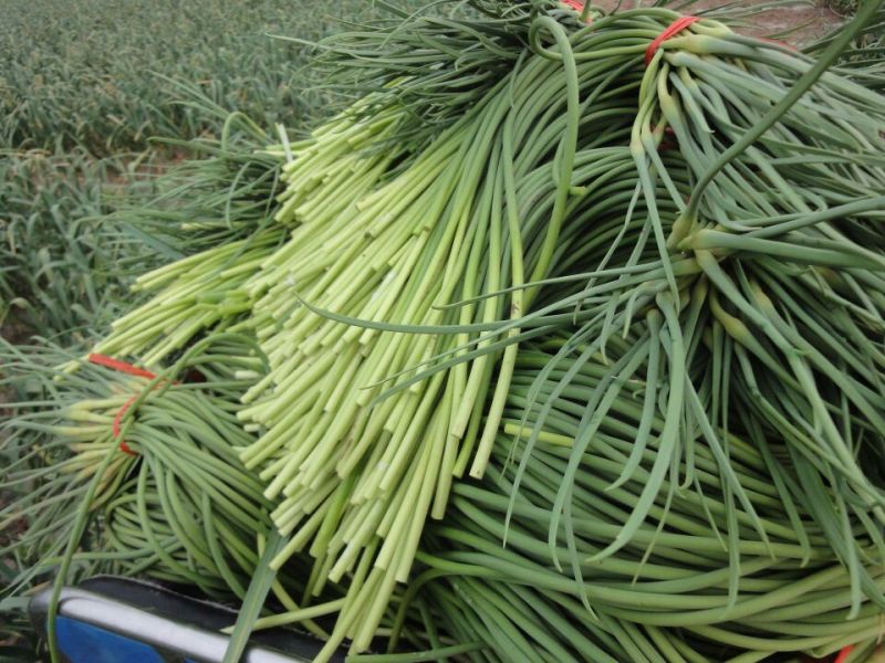 杂交蒜薹通货60~70cm