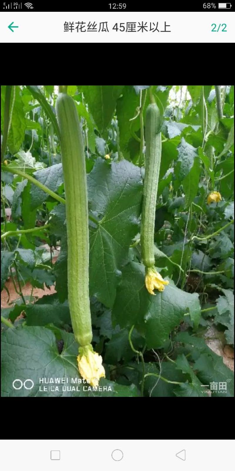 鲜花丝瓜40厘米以上