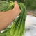【金乡蒜薹】长年供应、产地直发、保证质量欢迎咨询