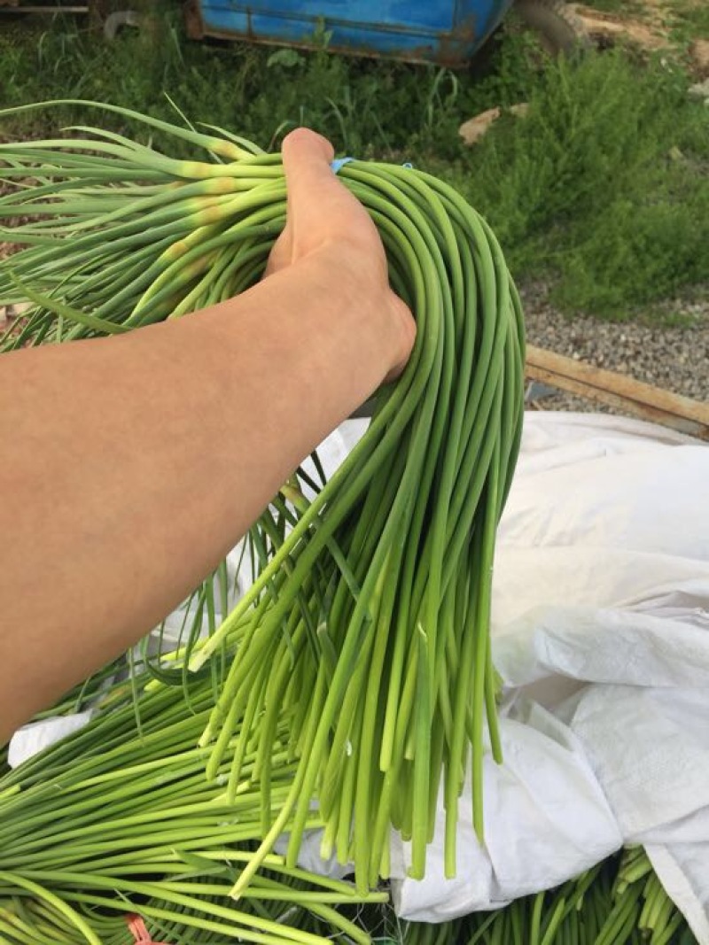 【金乡蒜薹】长年供应、产地直发、保证质量欢迎咨询