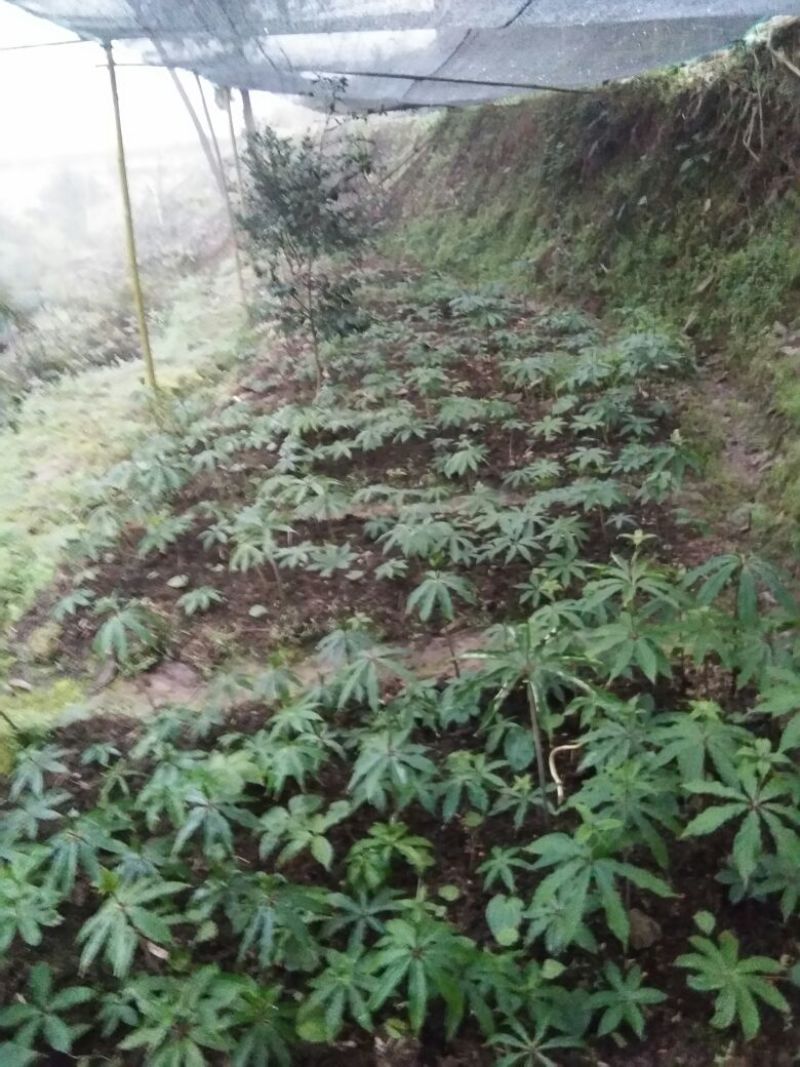 重庆涪陵区重楼苗3年质量保证欢迎采购