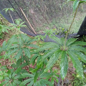 重庆涪陵区重楼苗3年质量保证欢迎采购