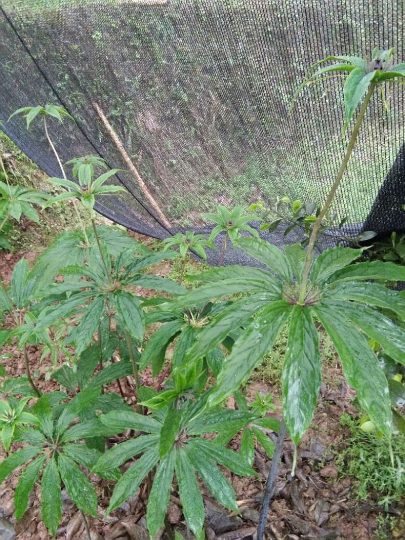 重庆涪陵区重楼苗3年质量保证欢迎采购