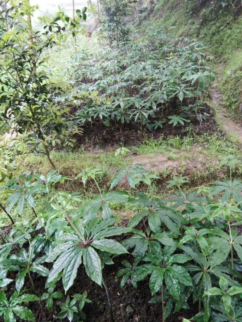重庆涪陵区重楼苗3年质量保证欢迎采购