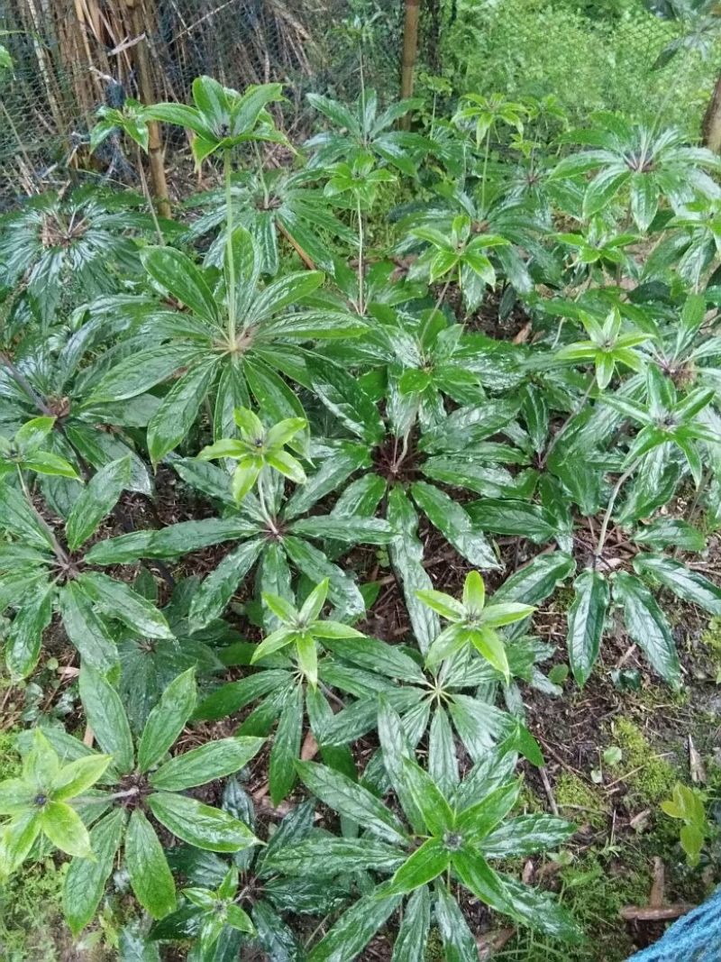 重庆涪陵区重楼苗3年质量保证欢迎采购