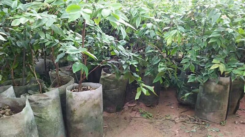 嘉宝果树苗早生四季嘉宝果