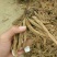 贵州野生大蓟，生长在海拔1500米的大山上，零污染，