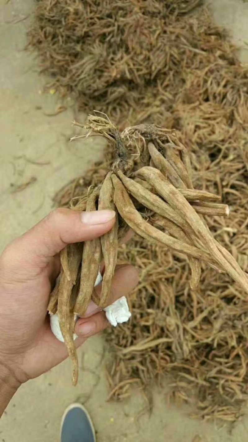 贵州野生大蓟，生长在海拔1500米的大山上，零污染，