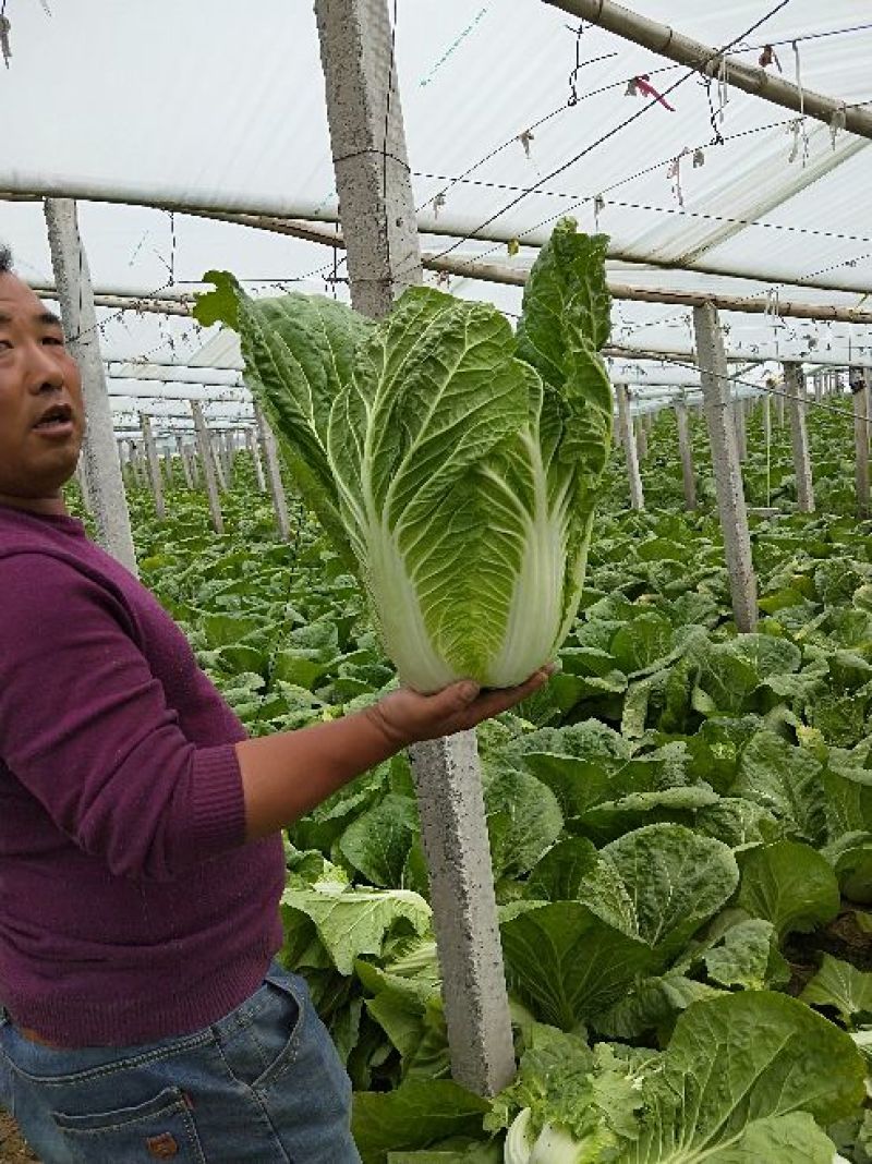 韩国黄心白菜净菜7斤以上