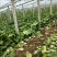 韩国黄心白菜净菜7斤以上