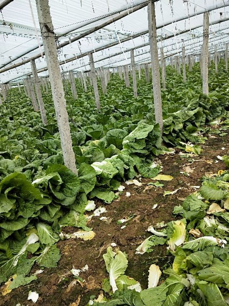 韩国黄心白菜净菜7斤以上