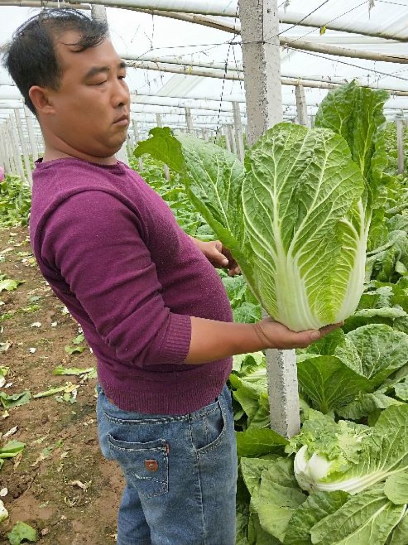 韩国黄心白菜净菜7斤以上