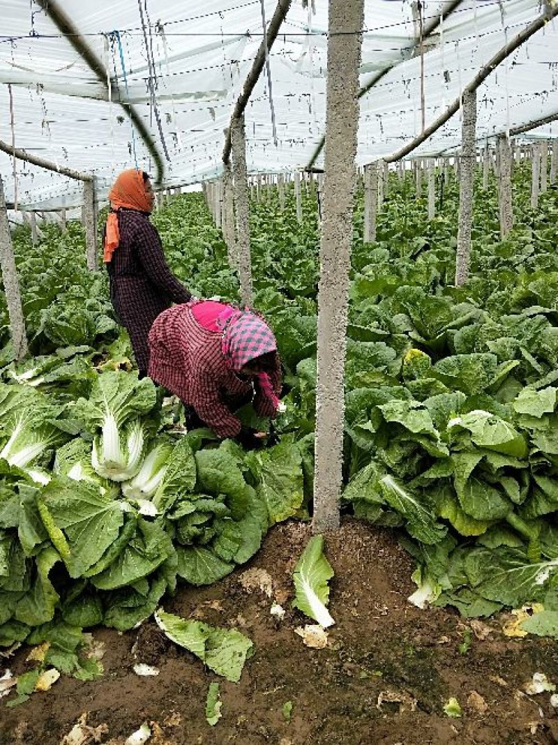 韩国黄心白菜净菜7斤以上