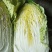 韩国黄心白菜净菜7斤以上